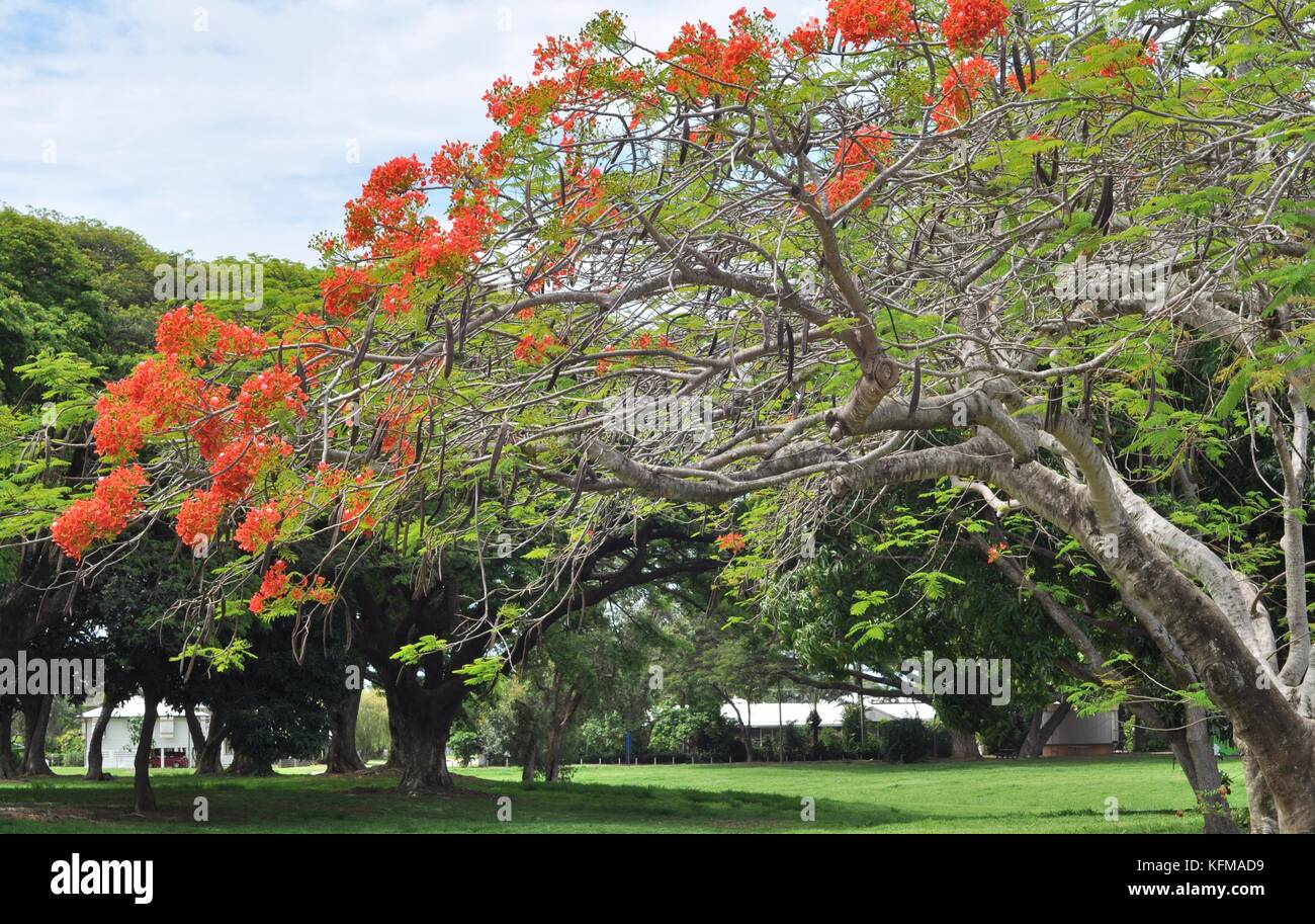 Queensland flame tree hires stock photography and images Alamy