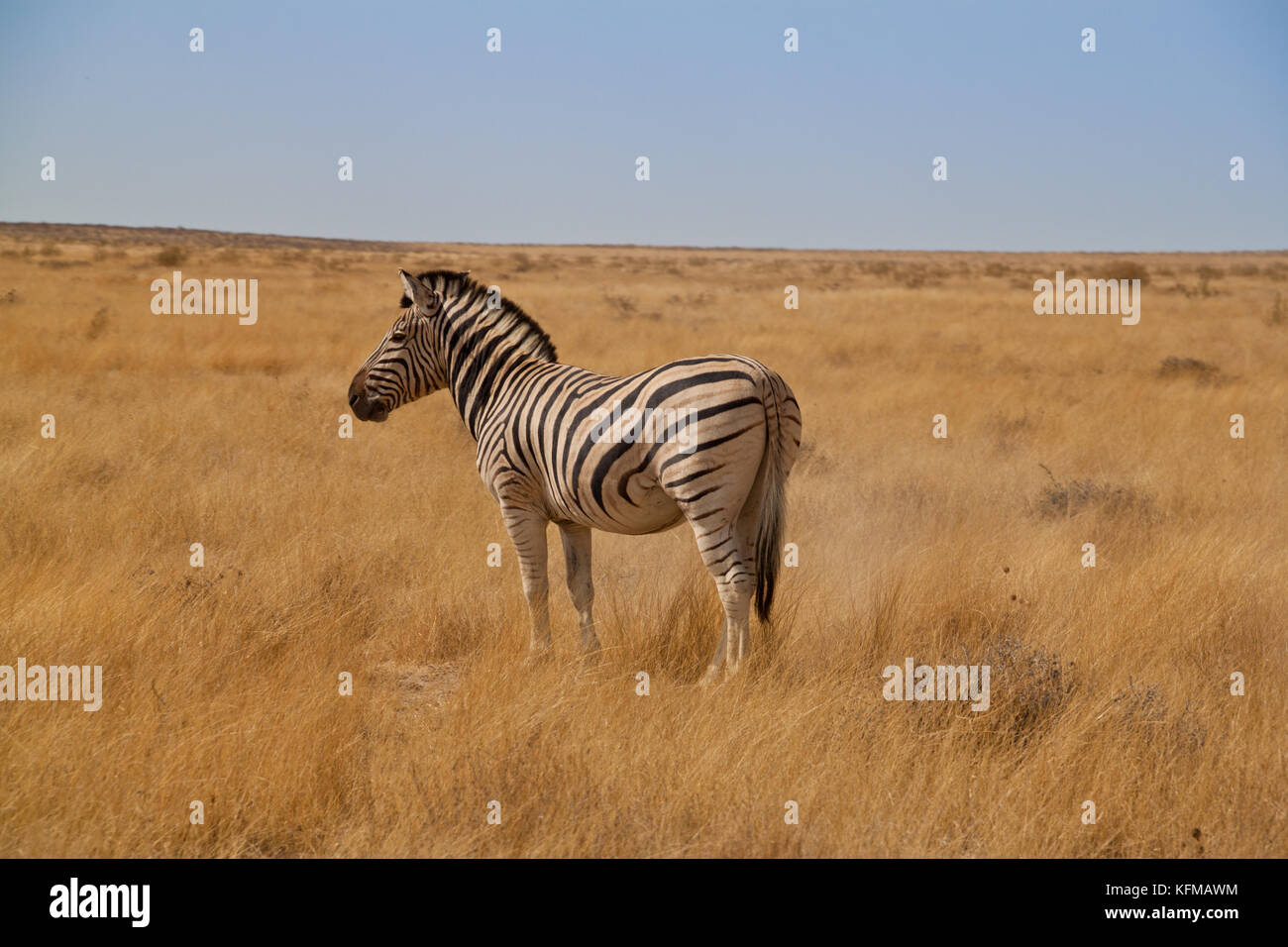 White zebra hi-res stock photography and images - Page 14