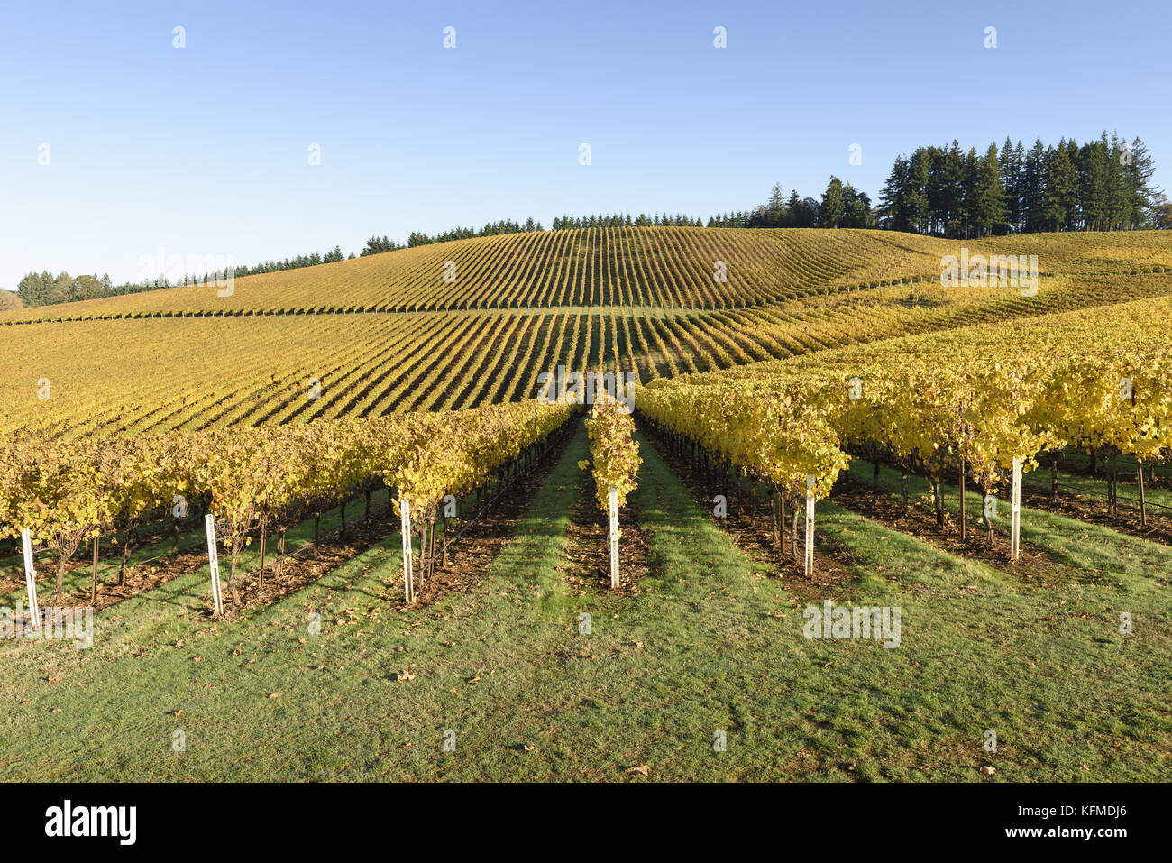 Fall Morning Colors of Vineyards in the Mid Willamette Valley, Marion County, Western Oregon Stock Photo