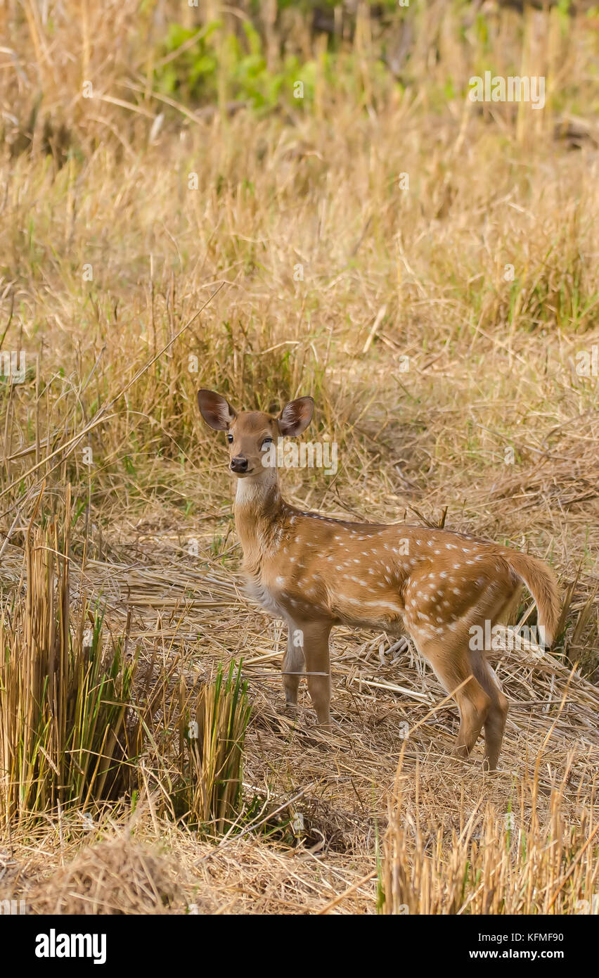 Bambi doe name in Doe