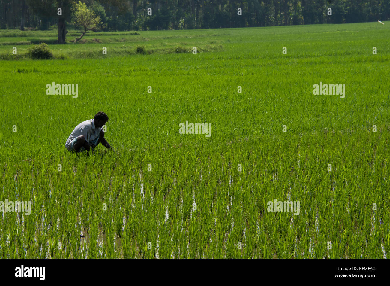 Tamil Nadu Farmers High Resolution Stock Photography and Images - Alamy