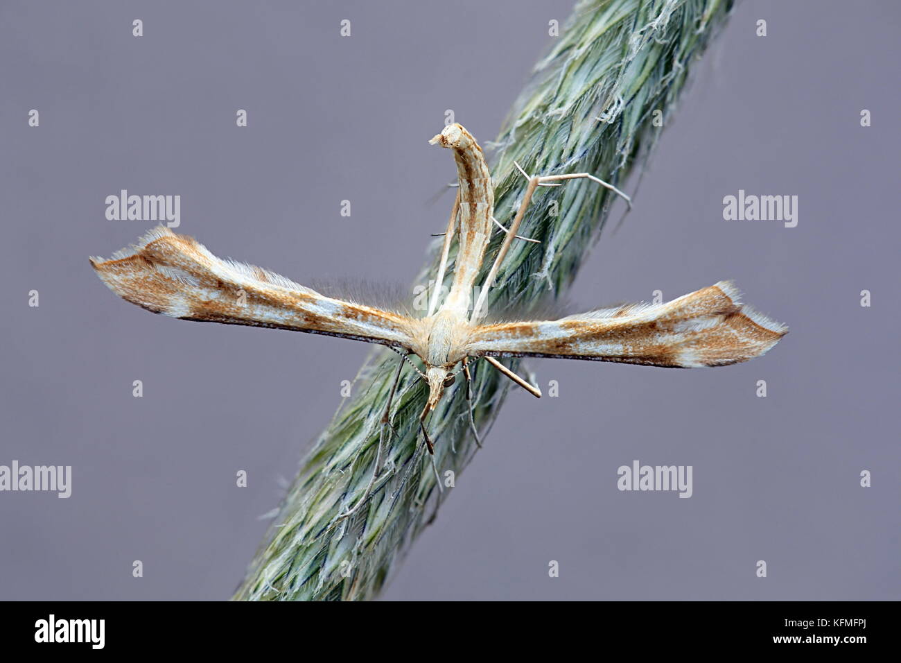 White plume moth, Pterophorus pentadactylus Stock Photo