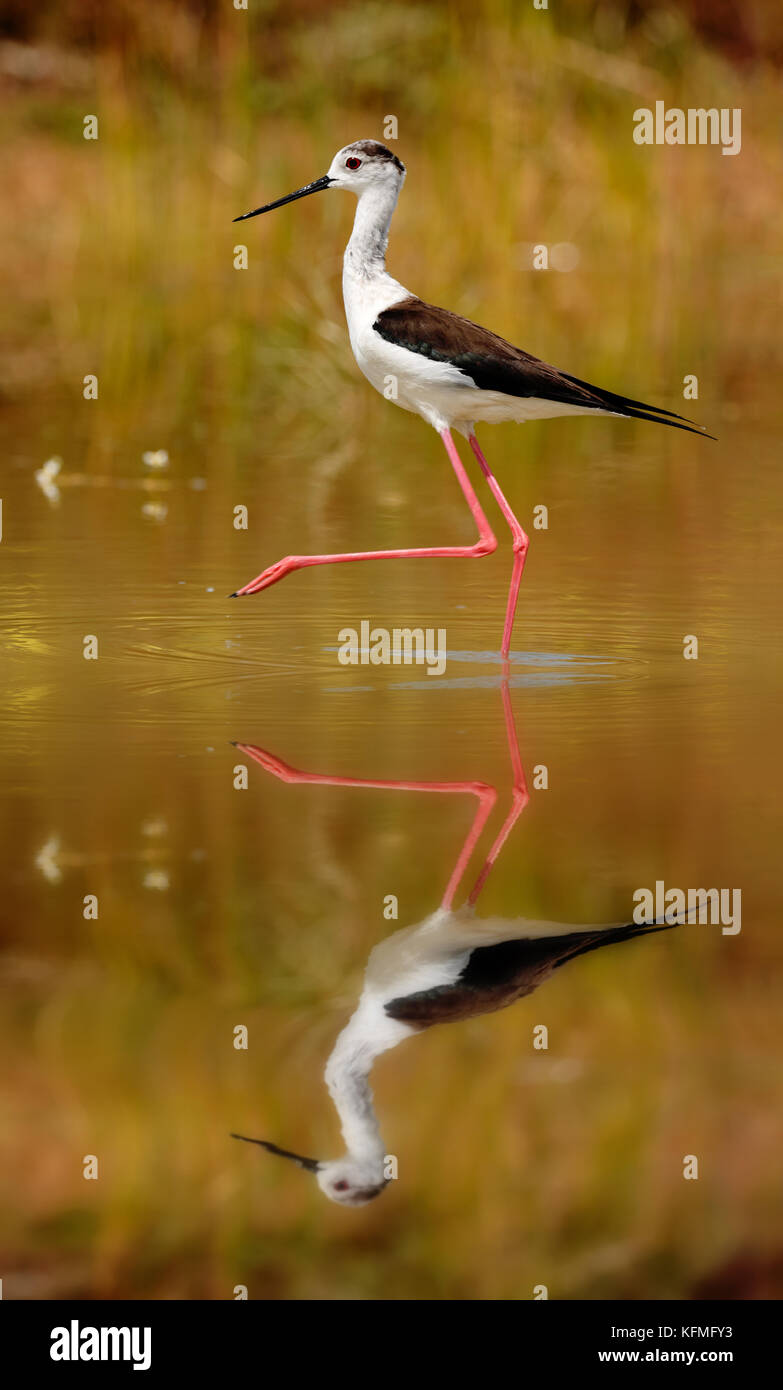 Stilt in a Spanish pond looking for food Stock Photo Alamy