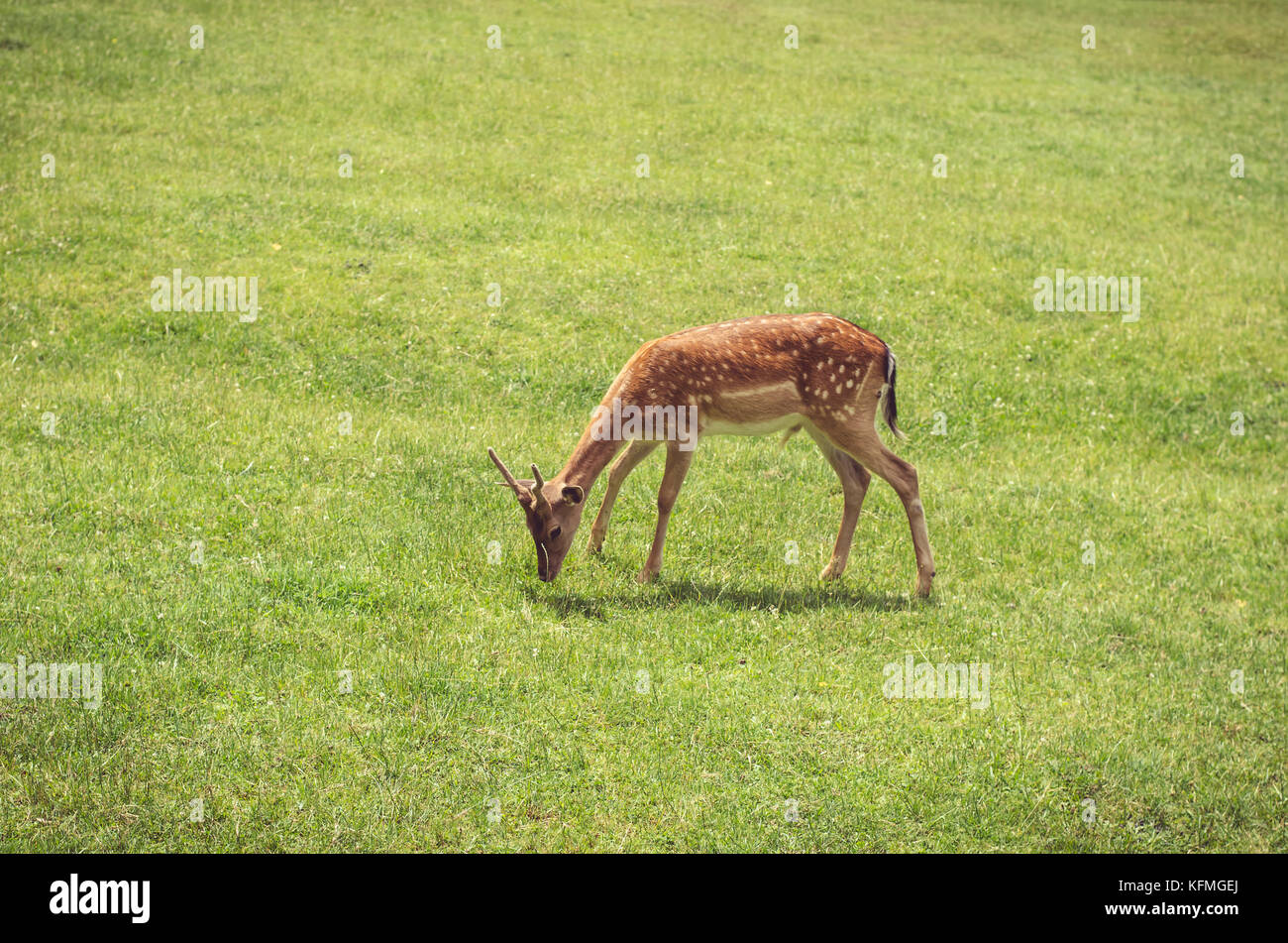 little young doe eating grass in the meadow Stock Photo - Alamy Little young doe eating grass in the meadow Stock Photo - Alamy