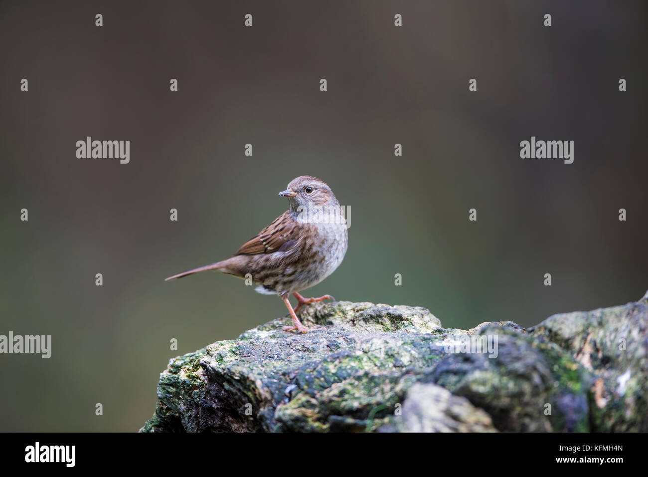 Dunnock Prunella modularis on a tree stump with a clean background Stock Photo