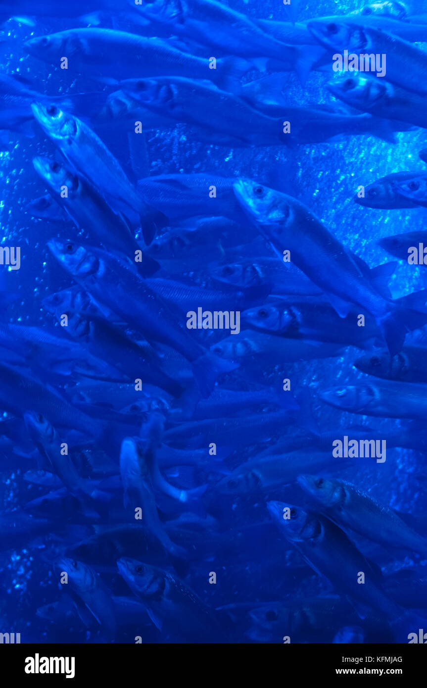 School of fish at Mediterranian section of Monaco Aquarium Stock Photo