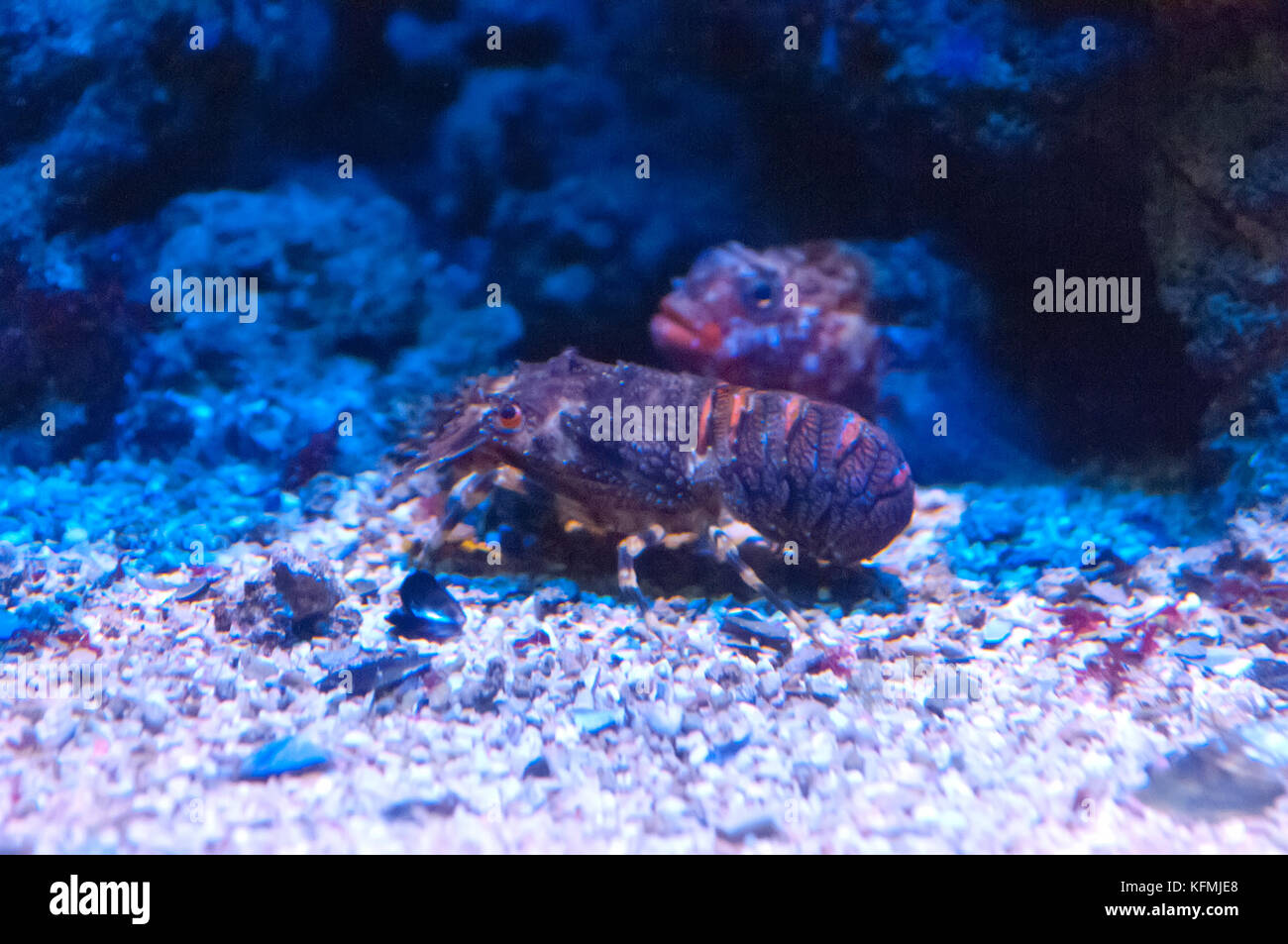 Mediterranian lobster has no claws and is known cray or crayfish Stock