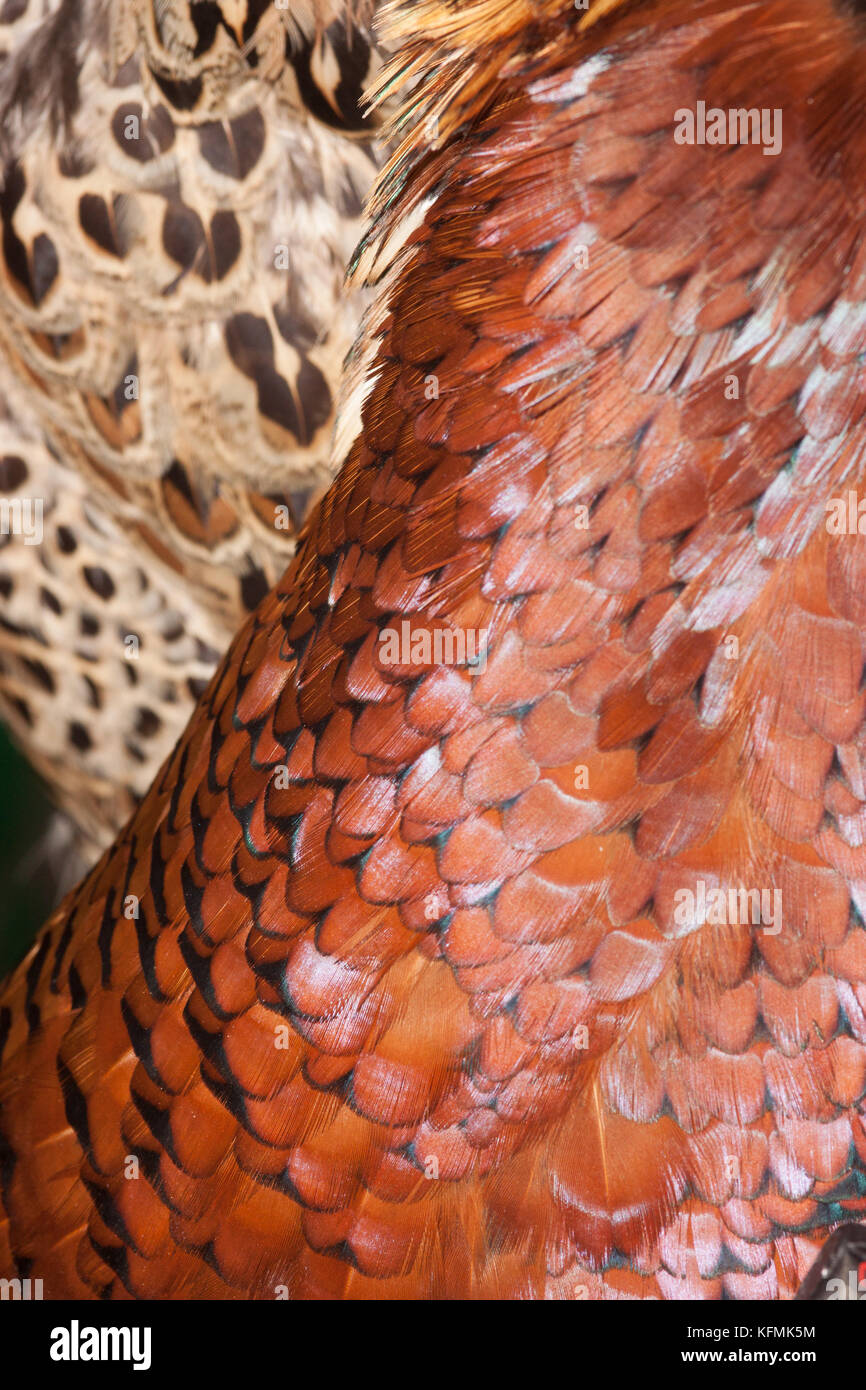 Barred pattern hi-res stock photography and images - Alamy
