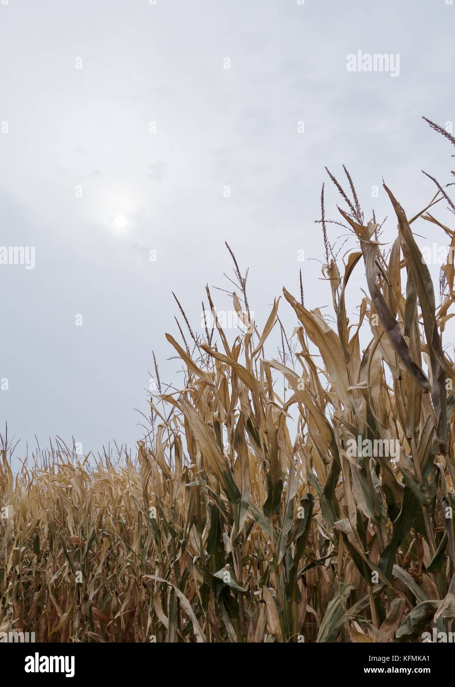 Corn field minnesota hires stock photography and images Alamy