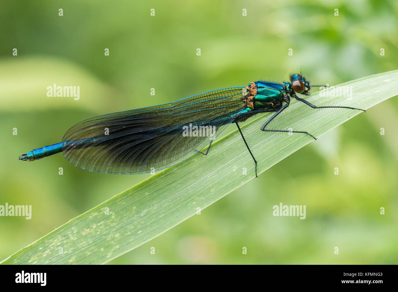 Male Banded Demoiselle Damselfly (Calopteryx splendens) perched on a blade of grass. Tipperary, Ireland Stock Photo