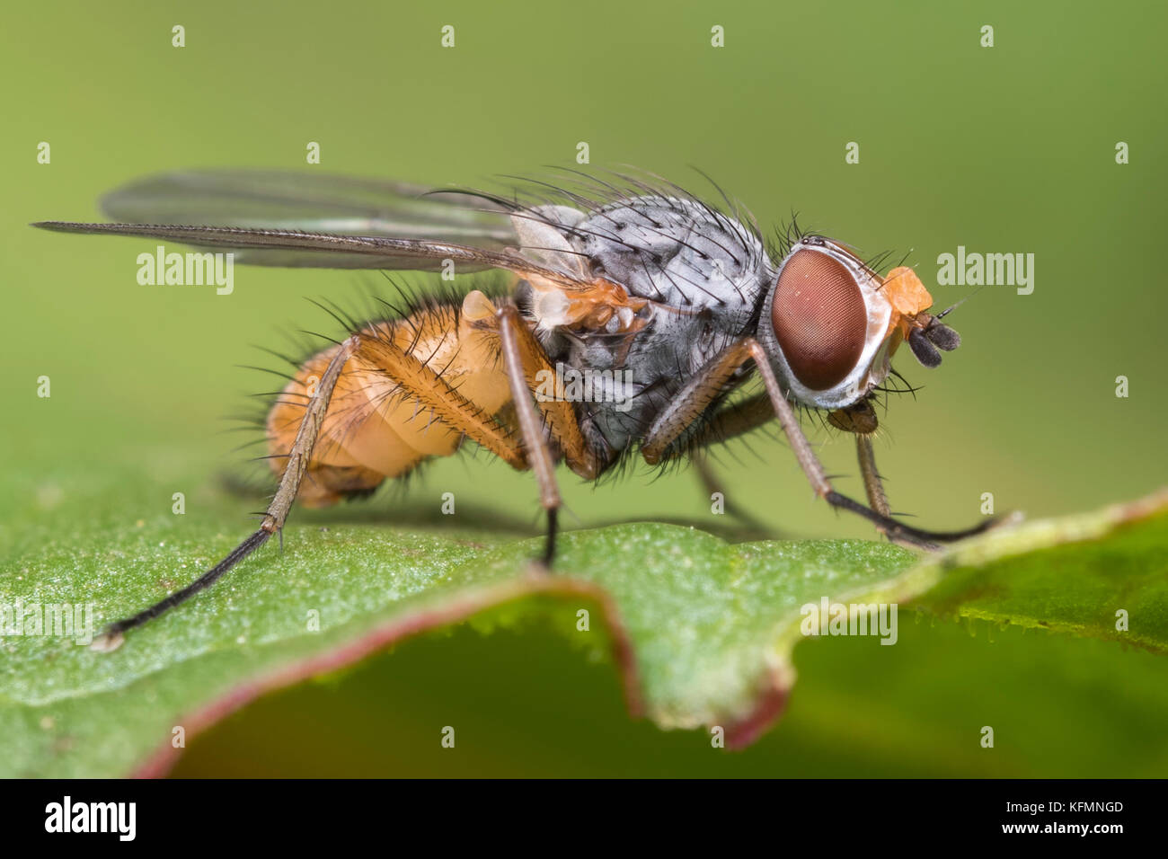 Colourful fly resting on leaf. Tipperary, Ireland Stock Photo