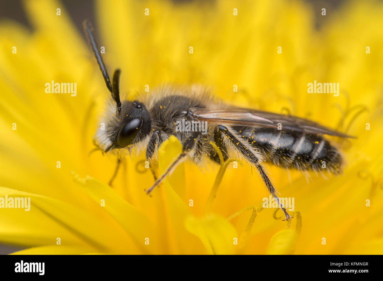 Sandpit Mining Bee male (Andrena barbilabris) on Dandelion. Tipperary, Ireland Stock Photo