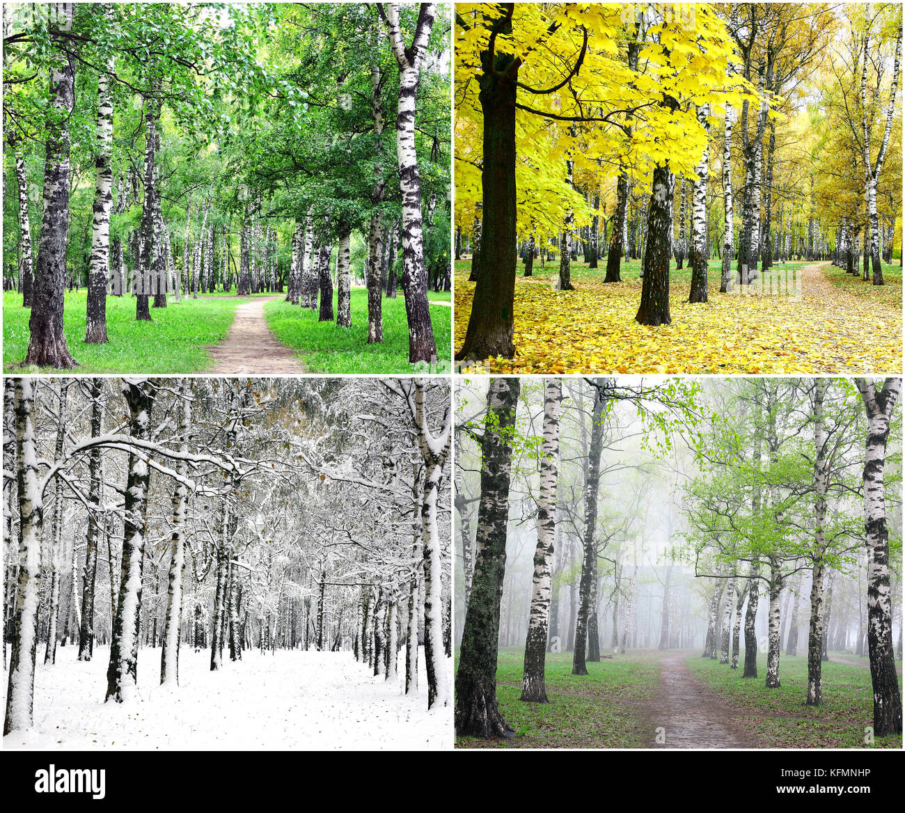 Four seasons of row birch trees - summer, fall, winter and spring. Stock Photo