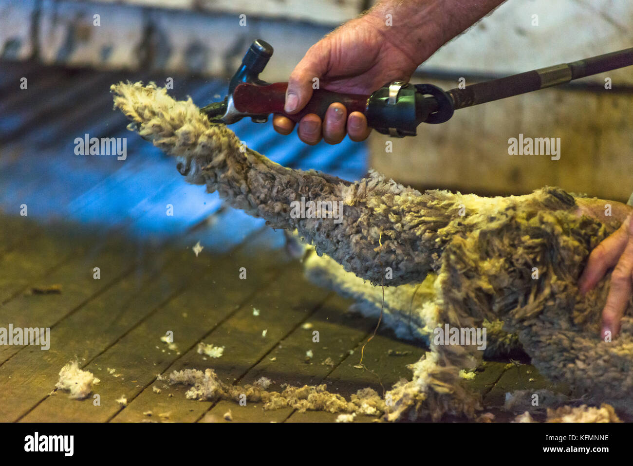 Sheep being sheared on Kangaroo Island, South Australia Stock Photo Alamy