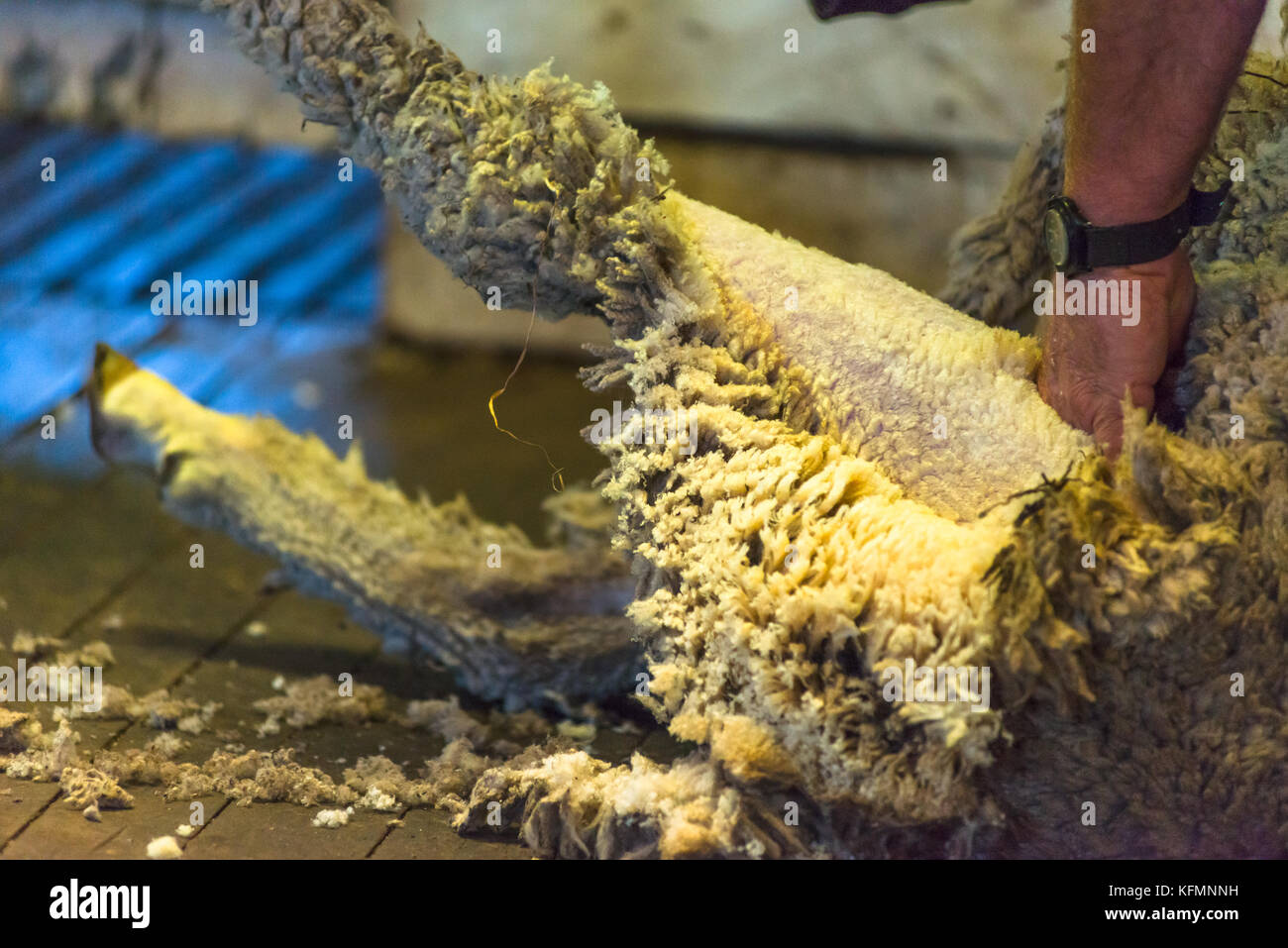 Sheep being sheared on Kangaroo Island, South Australia Stock Photo Alamy