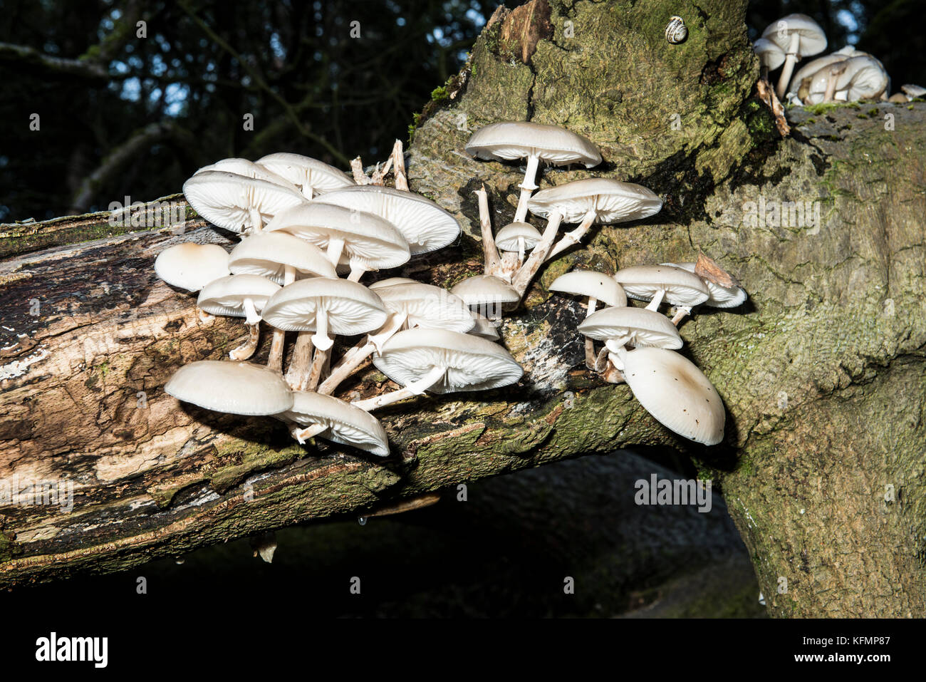 Fungi growing on dead trees in Savernake forest Stock Photo Alamy