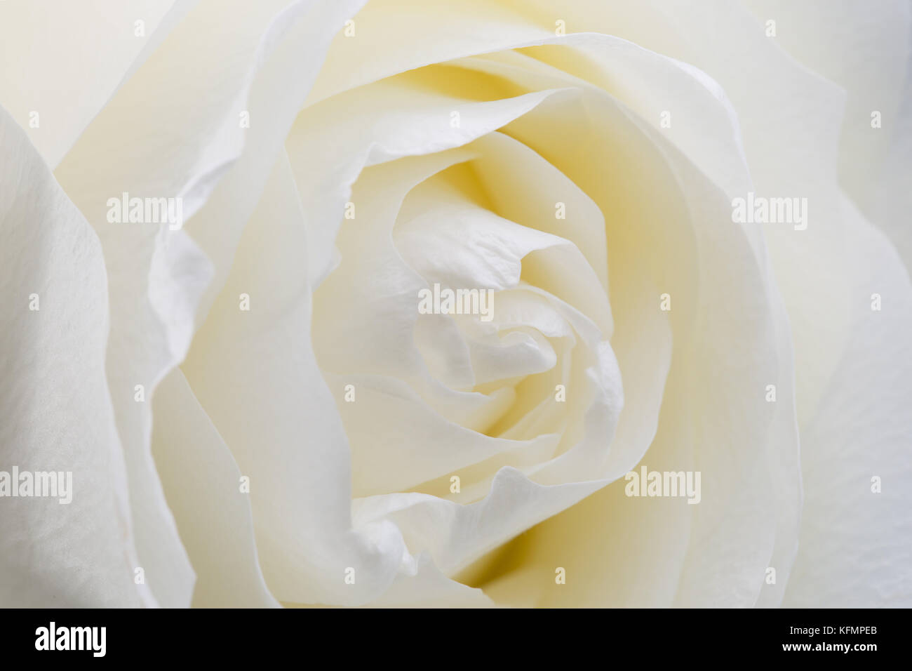 Close up white rose hi-res stock photography and images - Alamy