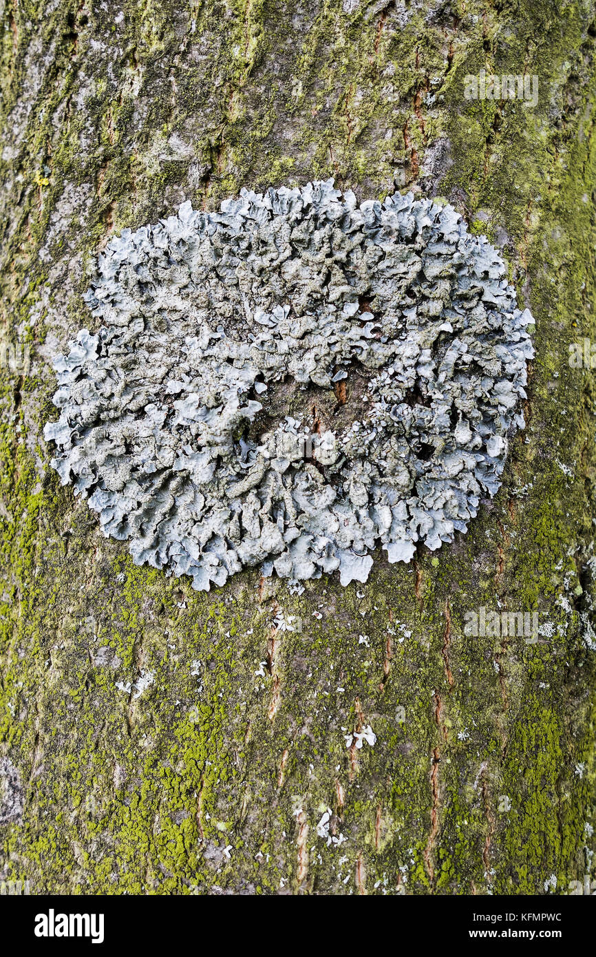 Parmelia saxatilis (probably) on a tree in Northumberland, UK Stock Photo
