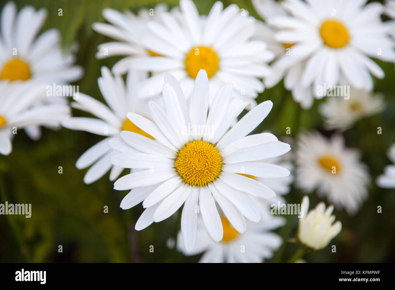 A lotof white flowers of camomile (daisy). One flower in focus. The other are defocused. Natural blurred dark green background. Stock Photo