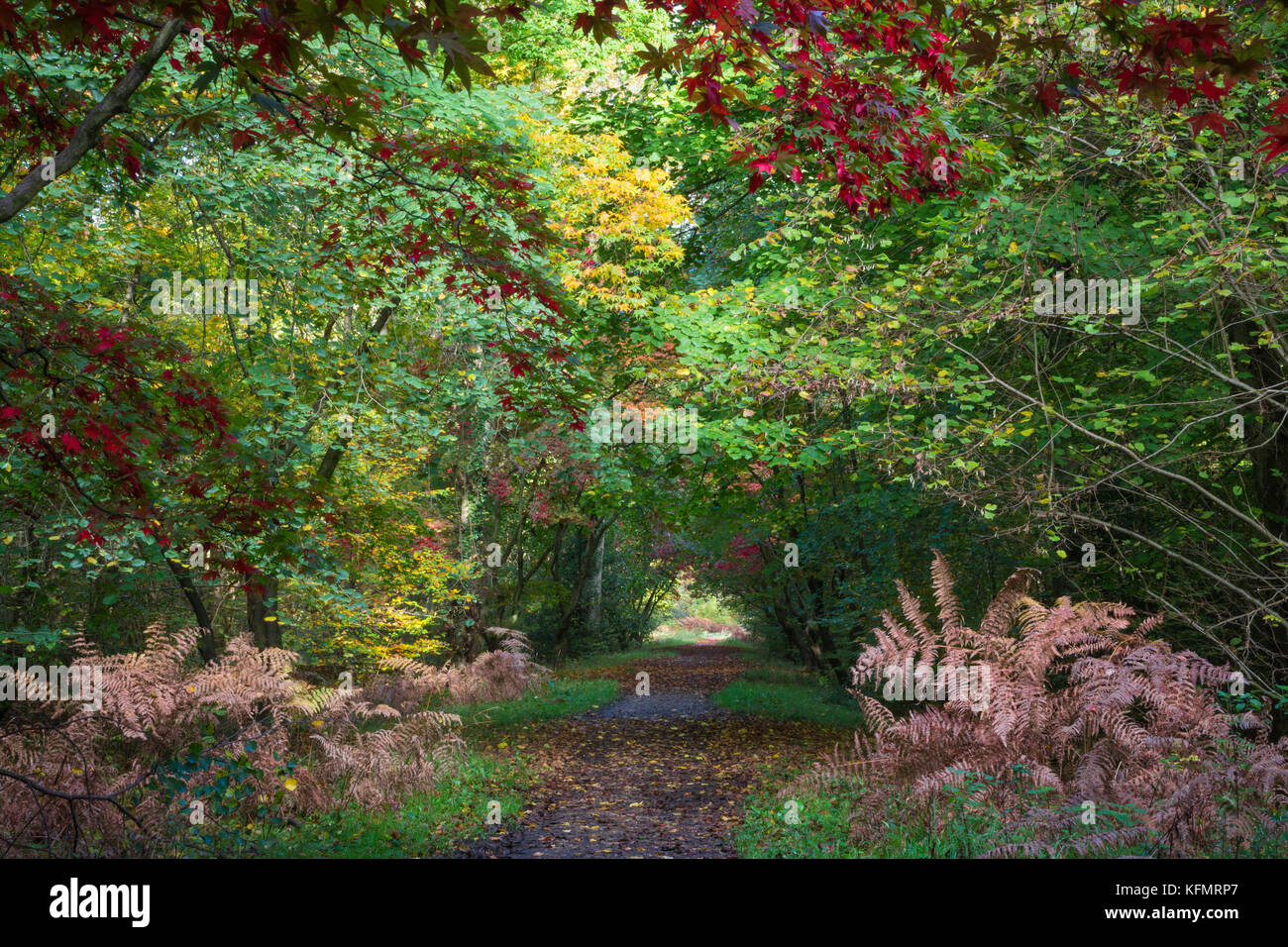 Autumn woodland landscape in Alice Holt Forest in the South Downs National Park in Hampshire, UK Stock Photo