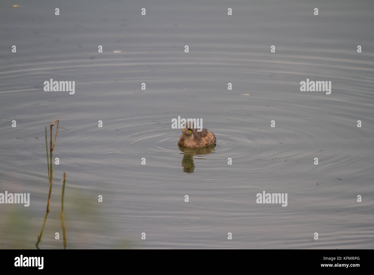 A Little Grebe (Tachybaptus ruficollis), also known as a Dabchick preparing to dive for food. Stock Photo