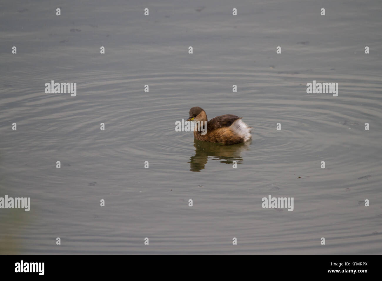 A Little Grebe (Tachybaptus ruficollis), also known as a Dabchick preparing to dive for food. Stock Photo