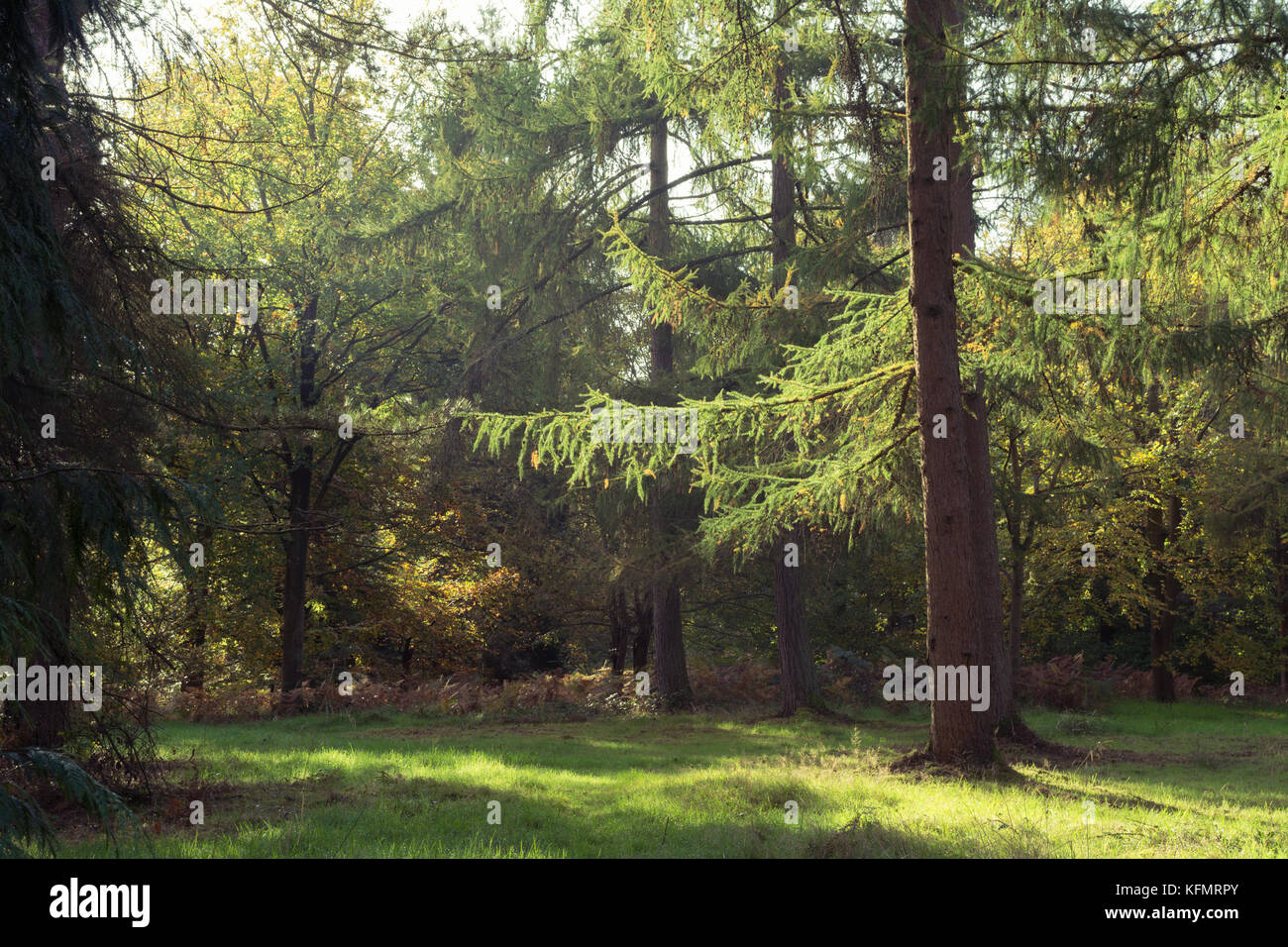 Woodland landscape in Alice Holt Forest Arboretum in the South Downs National Park in Hampshire, UK Stock Photo