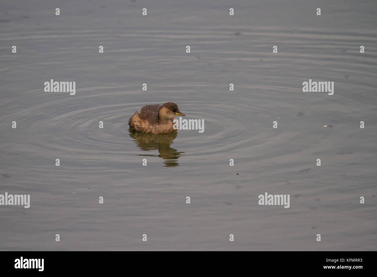 A Little Grebe (Tachybaptus ruficollis), also known as a Dabchick preparing to dive for food. Stock Photo