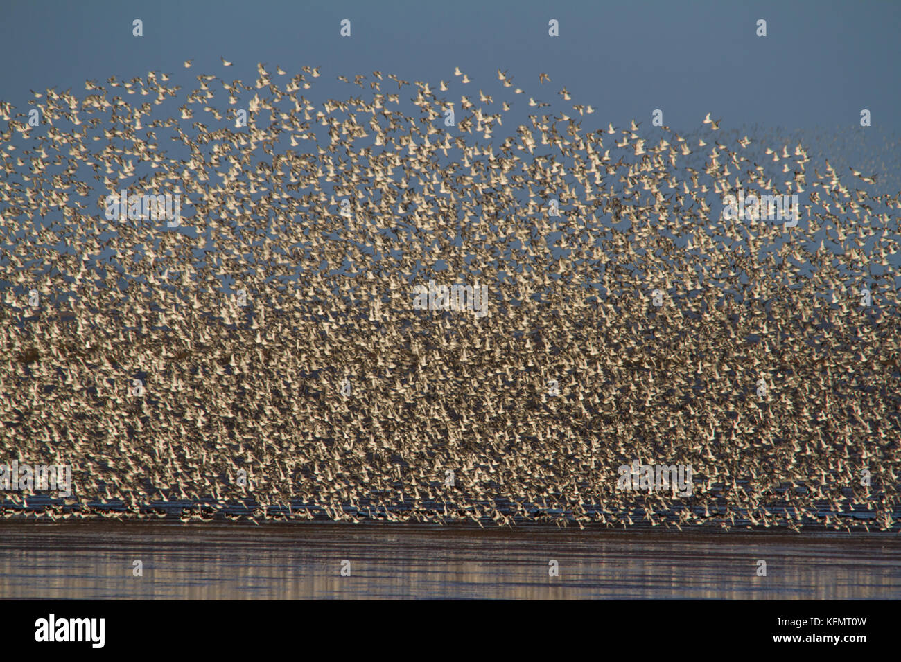 A large number of birds murmurating on the Norfolk coast Stock Photo Alamy