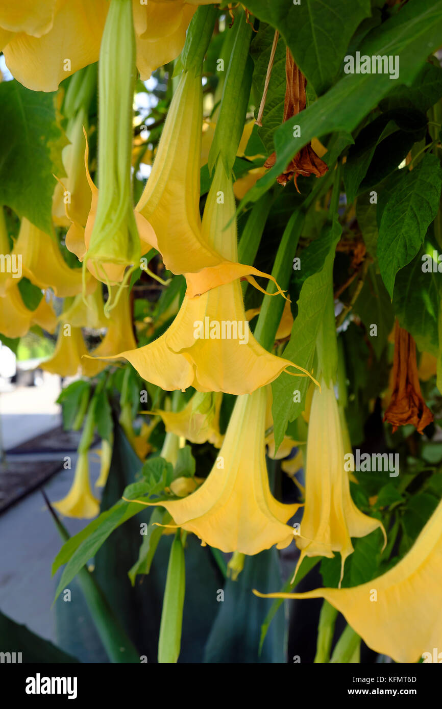 Yellow Brugmansia or Angels Trumpet flowering shrub growing in Frogtown, Los Angeles, Southern California, USA  KATHY DEWITT Stock Photo