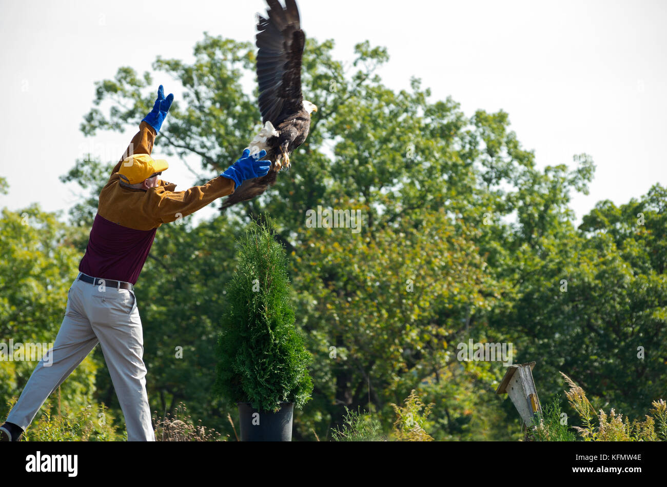 Hastings, Minnesota/USA – SEPTEMBER 23, 2017: Volunteer releases bald
