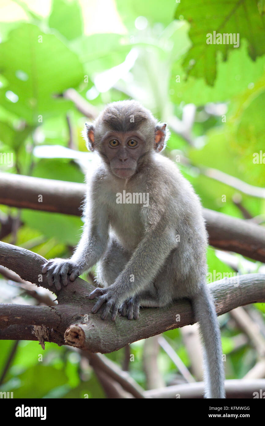 Macaque monkey Stock Photo - Alamy
