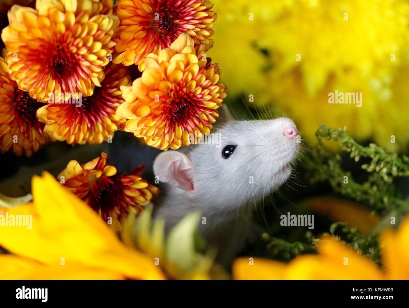Autumn Floral Rat Stock Photo Alamy