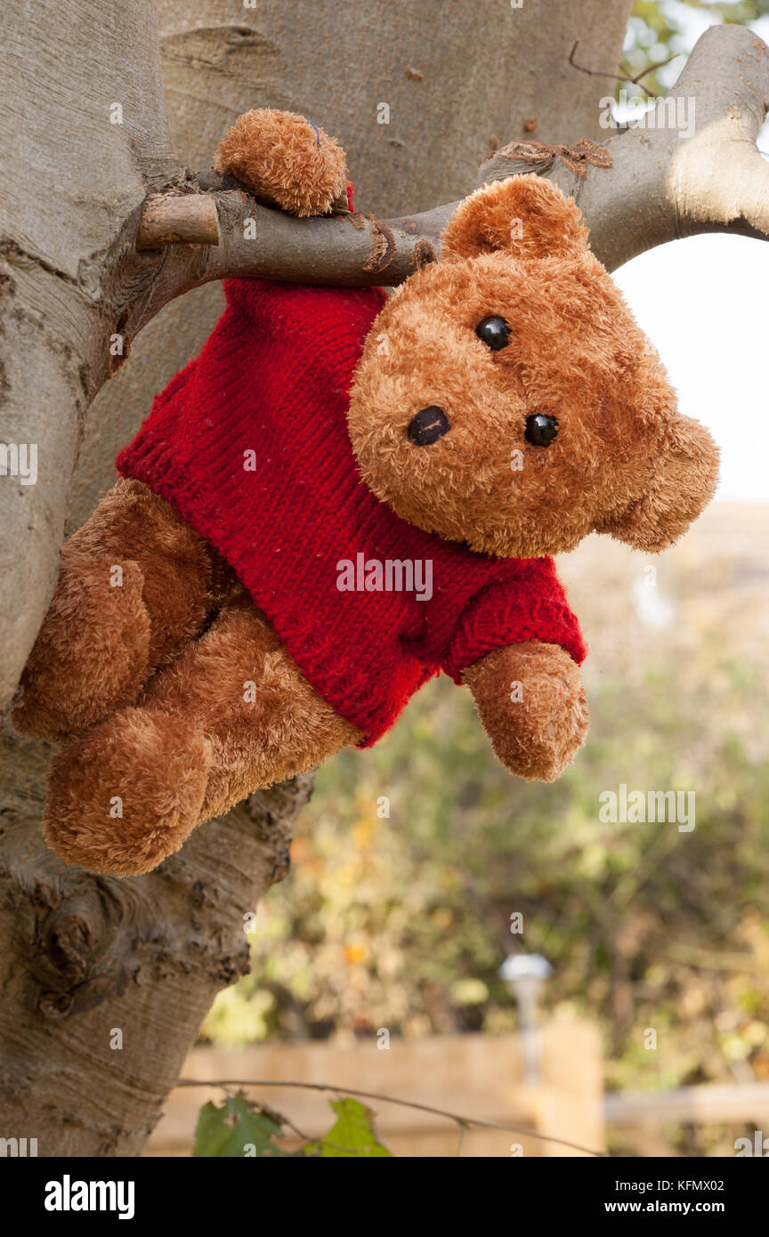 Cute brown soft teddy bear hanging on a tree. Concept of 'hanging on'. Stock Photo