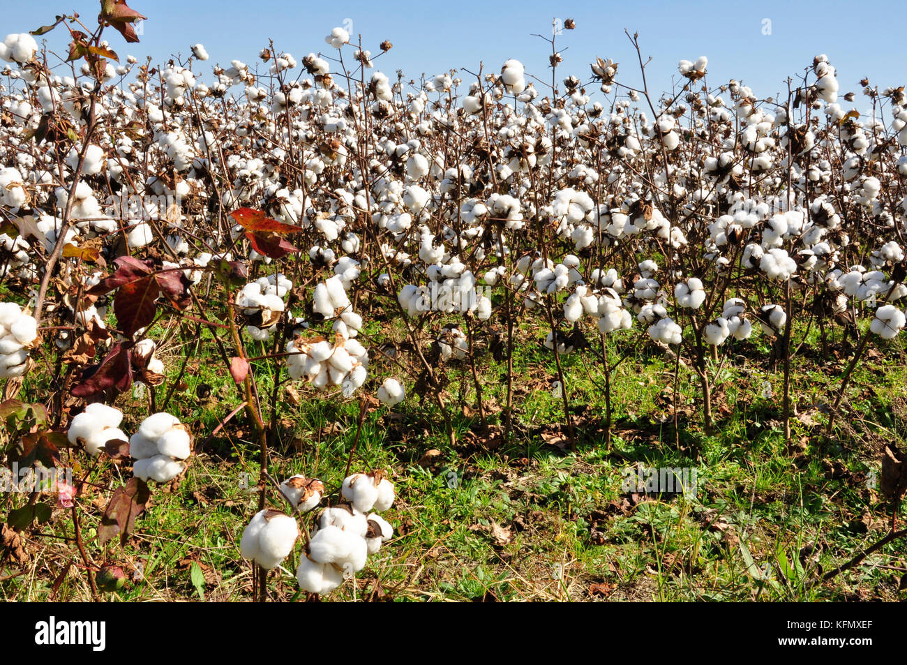 Almost Ready To Harvest These Cotton Plants Are Bursting With Product almost-ready-to-harvest-these-cotton-plants-are-bursting-with-product