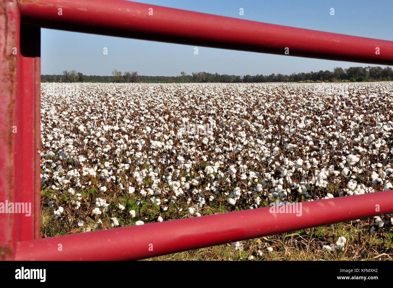 Almost ready to harvest, these cotton plants are bursting with product