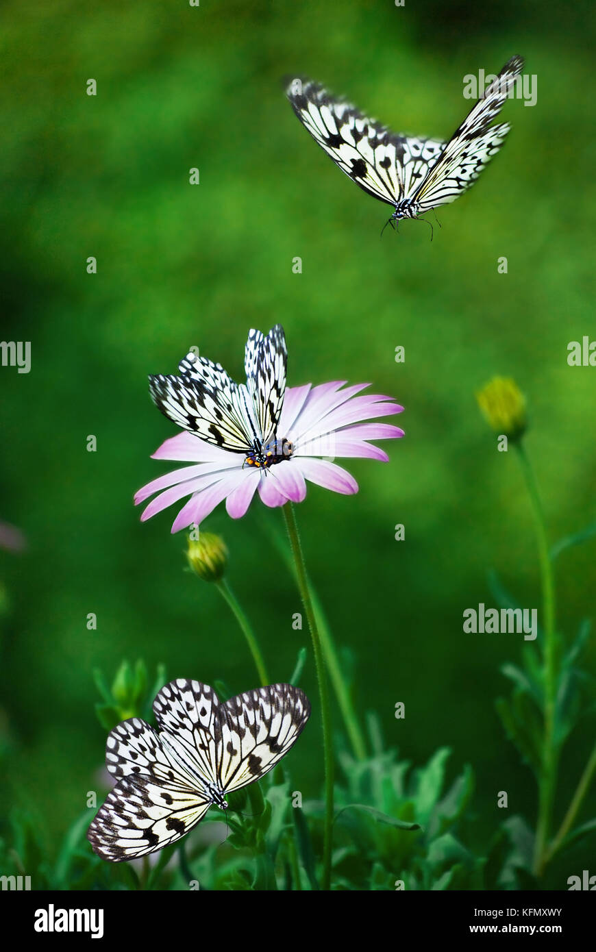 African Daisy and black and white butterflies. Stock Photo