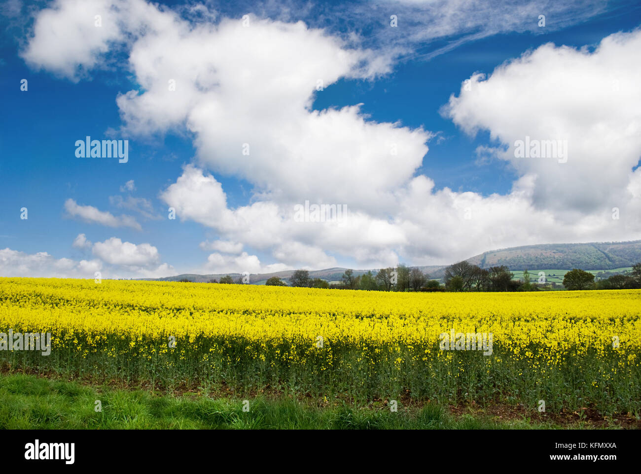 Rapeseed Field in Rural Somerset. Stock Photo