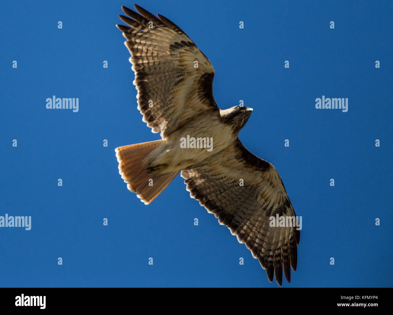 Conservacion de flora y fauna hi-res stock photography and images - Alamy