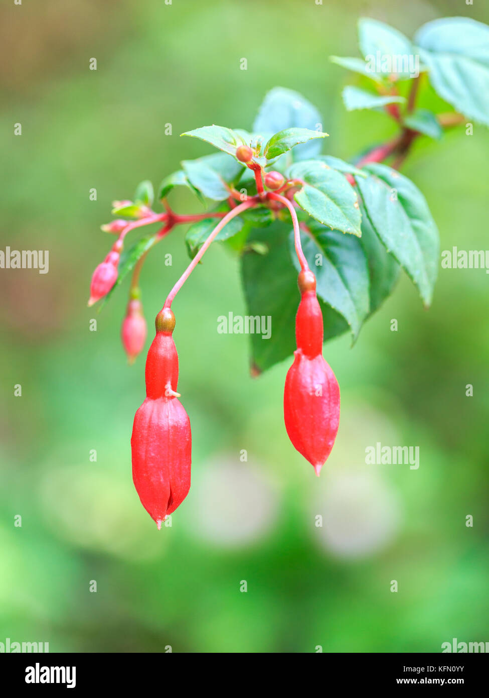 Flowers in the Botanical Garden in Quito, Ecuador Stock Photo Alamy