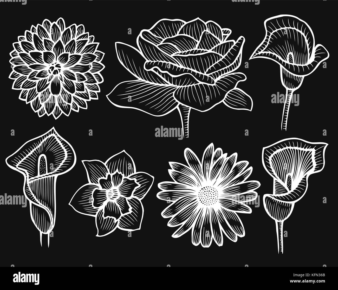 Dalia flower vector vectors hi-res stock photography and images - Alamy