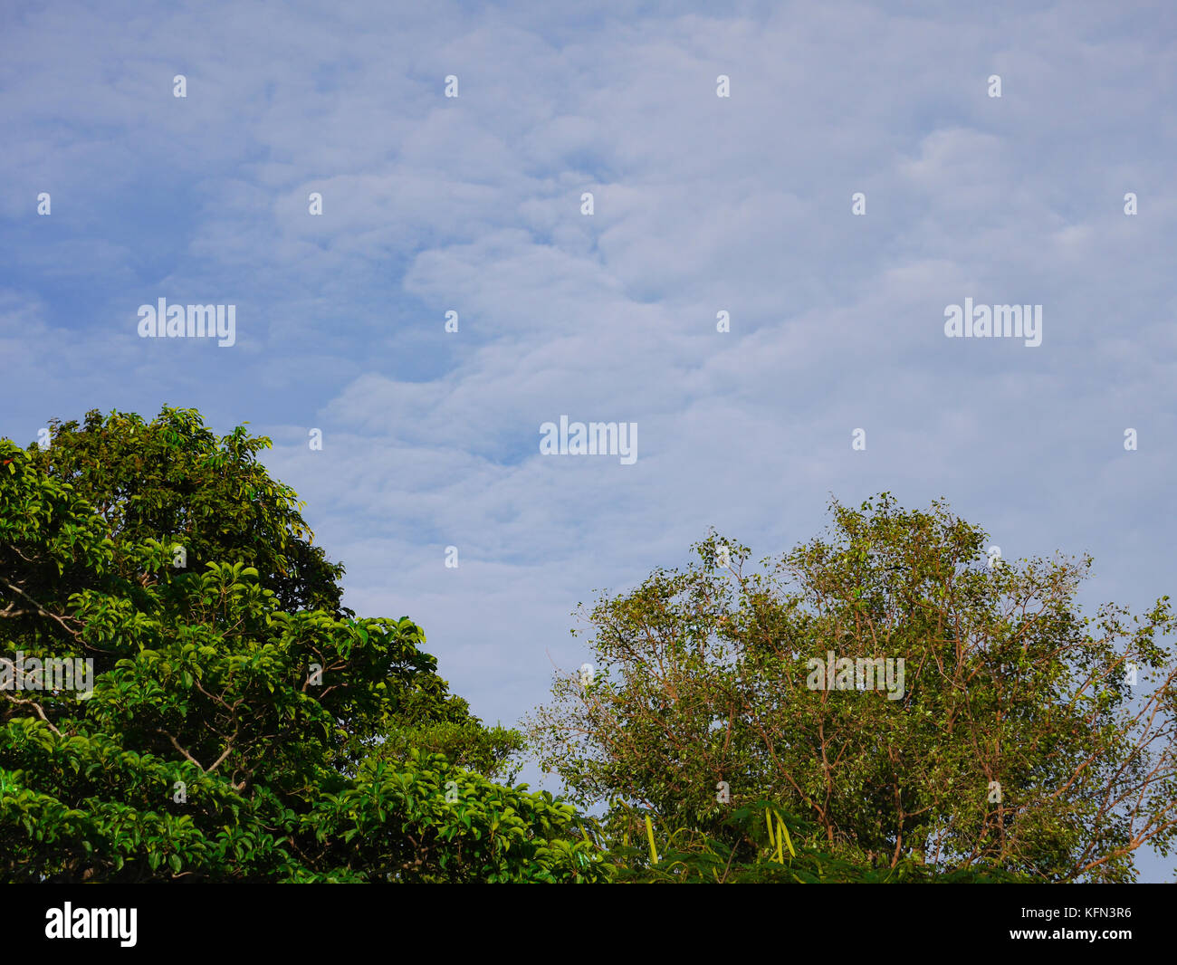 cloudy blue sky background and leaves 's tree Stock Photo - Alamy