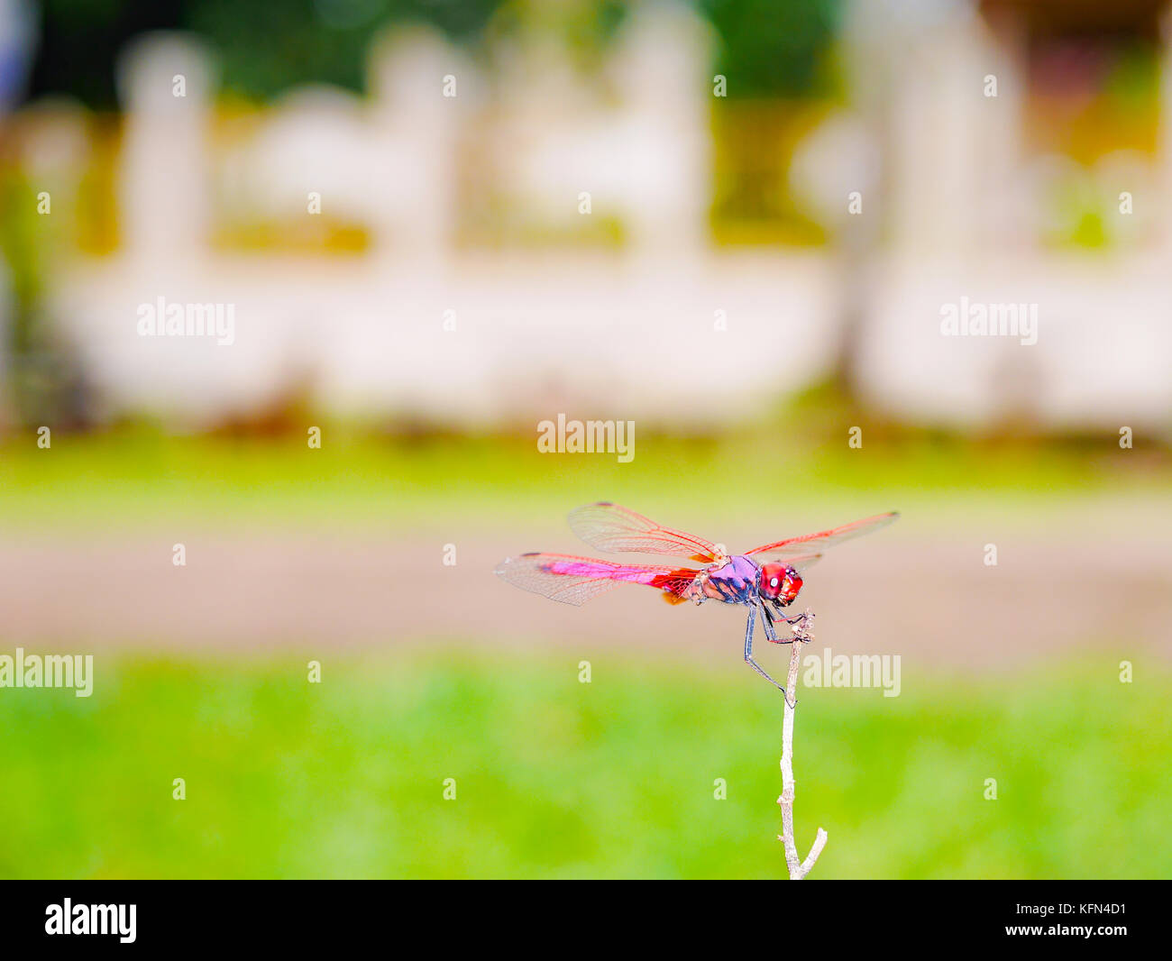 red dragonfly sitting on dry branch Stock Photo - Alamy