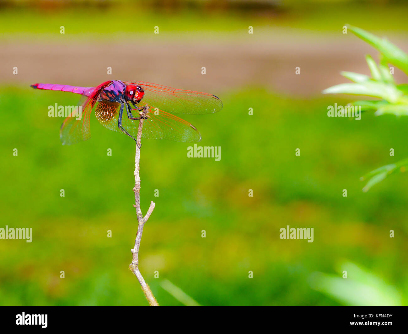 red dragonfly sitting on dry branch Stock Photo - Alamy