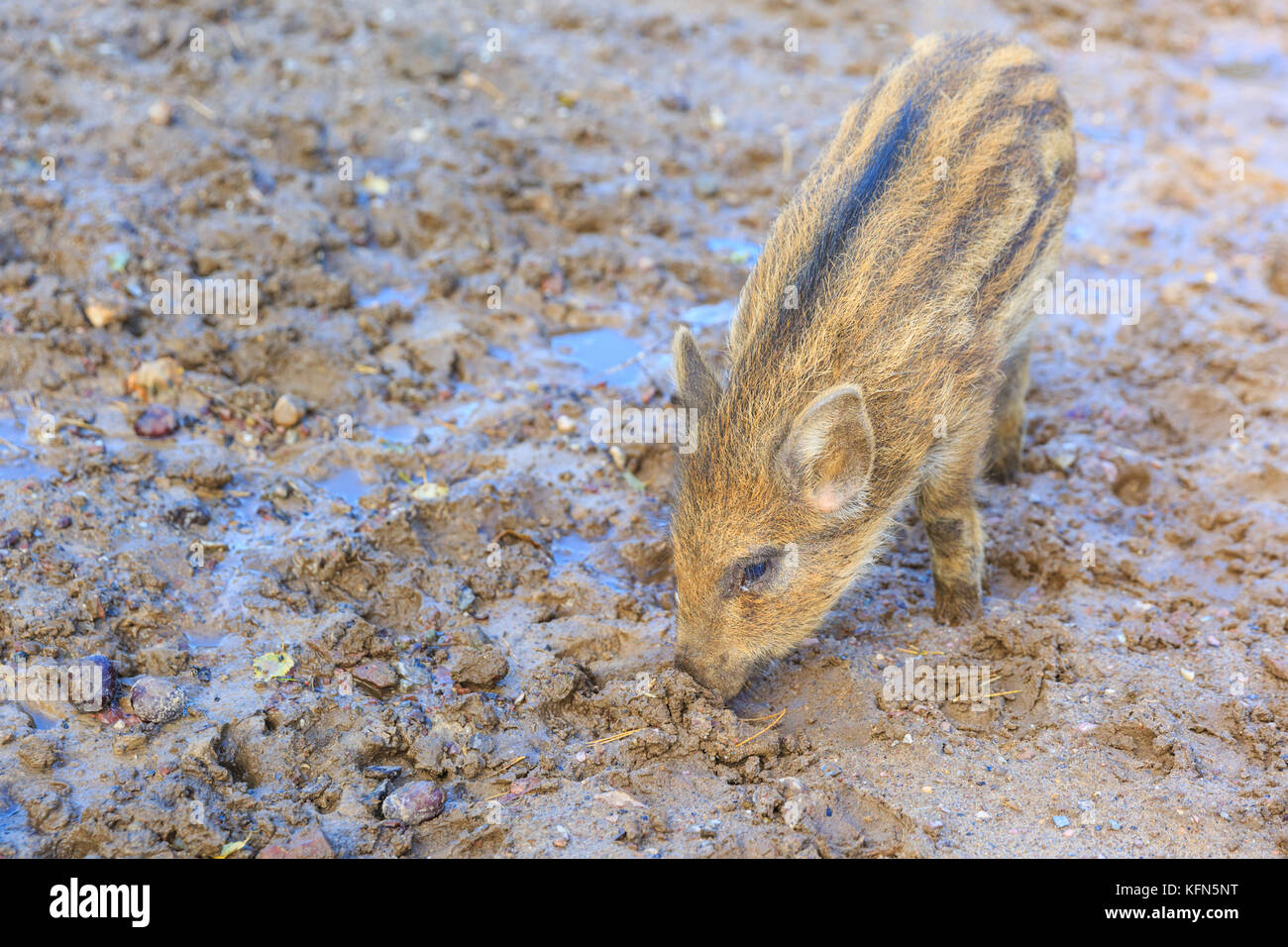 Central European wild boar (sus scrofa) squeaker, young animal, also known as wild swine or