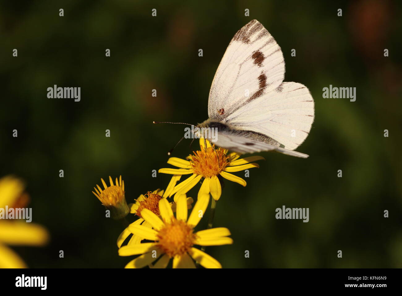Female Green-veined White butterfly nectaring on Ragwort Stock Photo