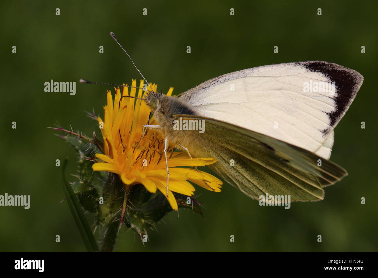 Male Large White butterfly nectaring on Autumn Hawkbit Stock Photo