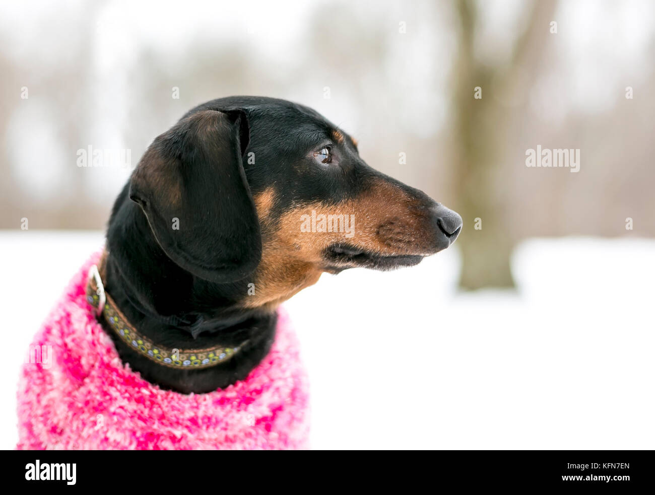 A purebred Dachshund dog wearing a sweater outdoors in the snow Stock Photo