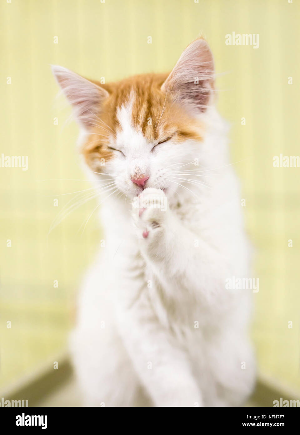 A white kitten with orange tabby markings grooming itself Stock Photo