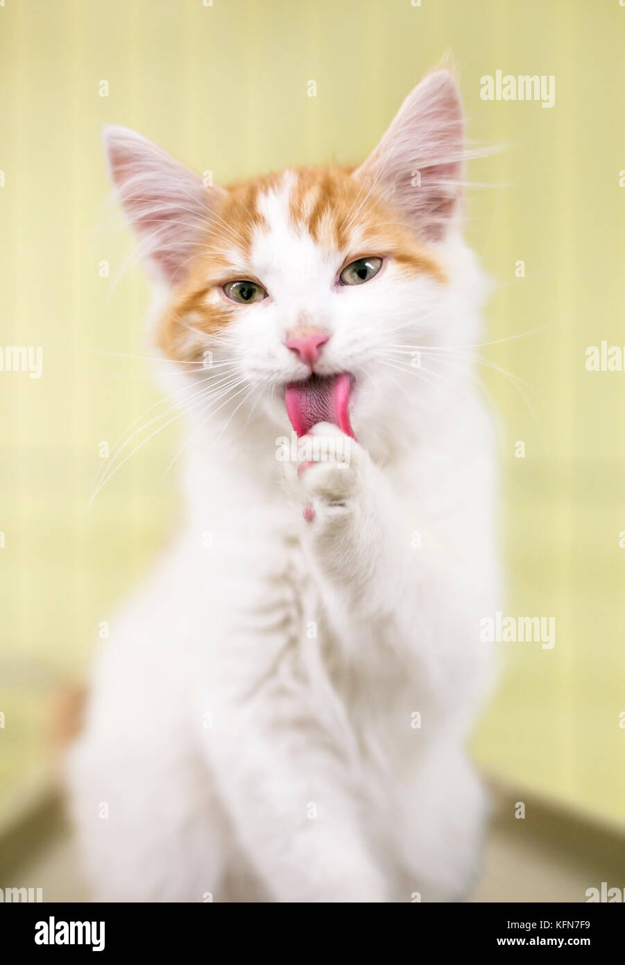 A white kitten with orange tabby markings grooming itself Stock Photo